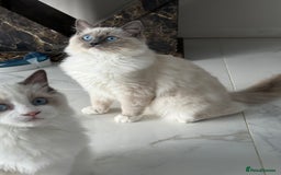 Ragdoll cats for sale: ❤️Ragdoll kittens with 5 gen pedigree❤️ - Image 6