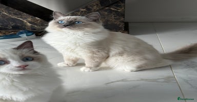 Ragdoll cats - Advert 7