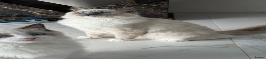 Ragdoll Kitten 2