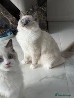 Ragdoll cats - Advert 2