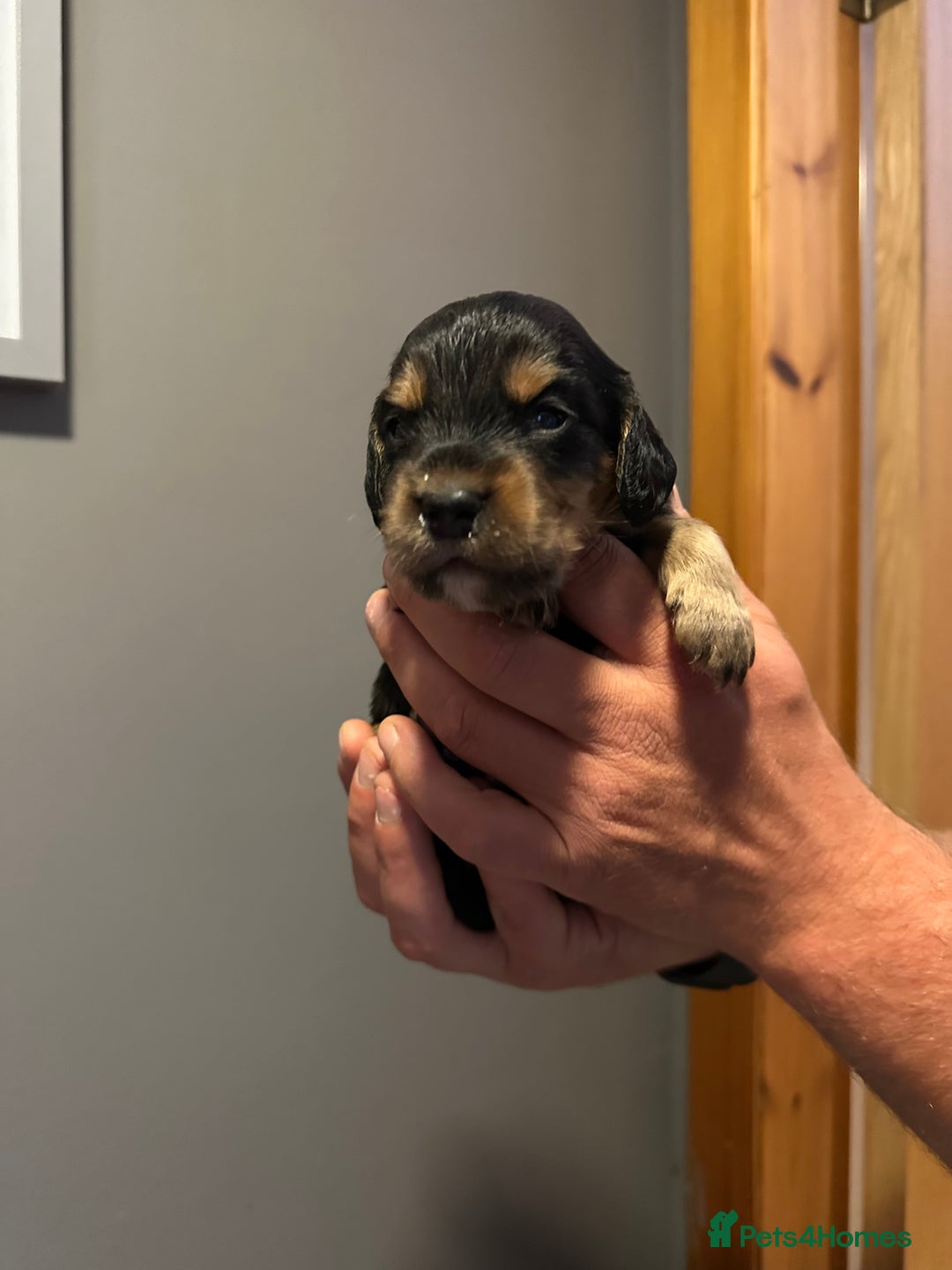Cocker Spaniel dogs for sale: Kennel Club reg’d Cocker Puppies - Image 3