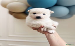 Pomsky dogs for sale: Blue-Eyed Pomskies Seeking Their Forever Homes 💫 - Image 5