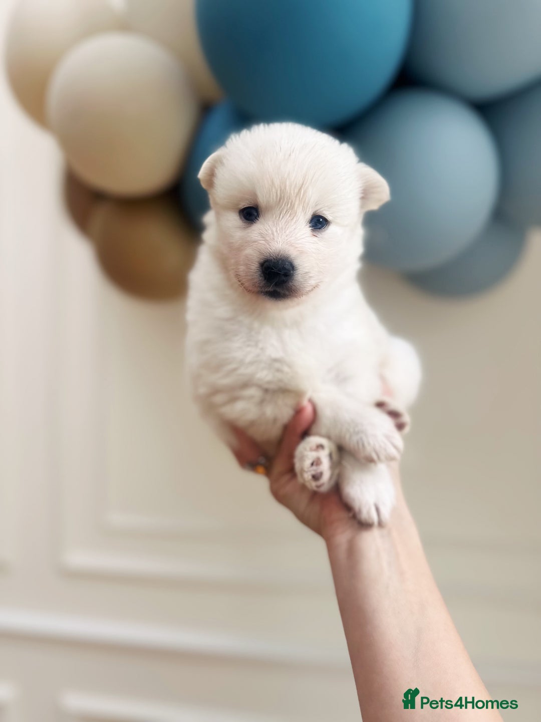 Pomsky dogs for sale: Blue-Eyed Pomskies Seeking Their Forever Homes 💫 - Image 5