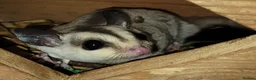 Sugar Glider rodents for sale: White Face Sugar Glider Joeys - Advert 4