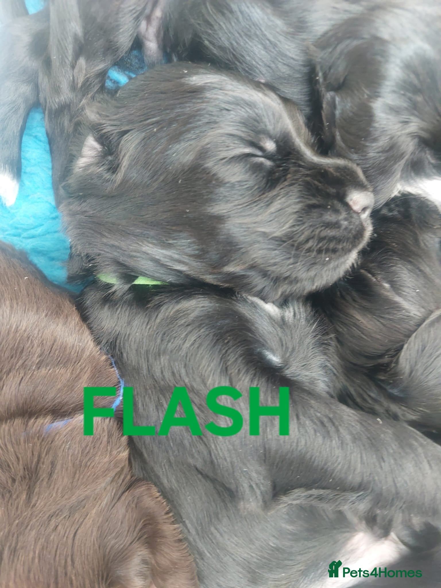 Sprocker Puppy 2