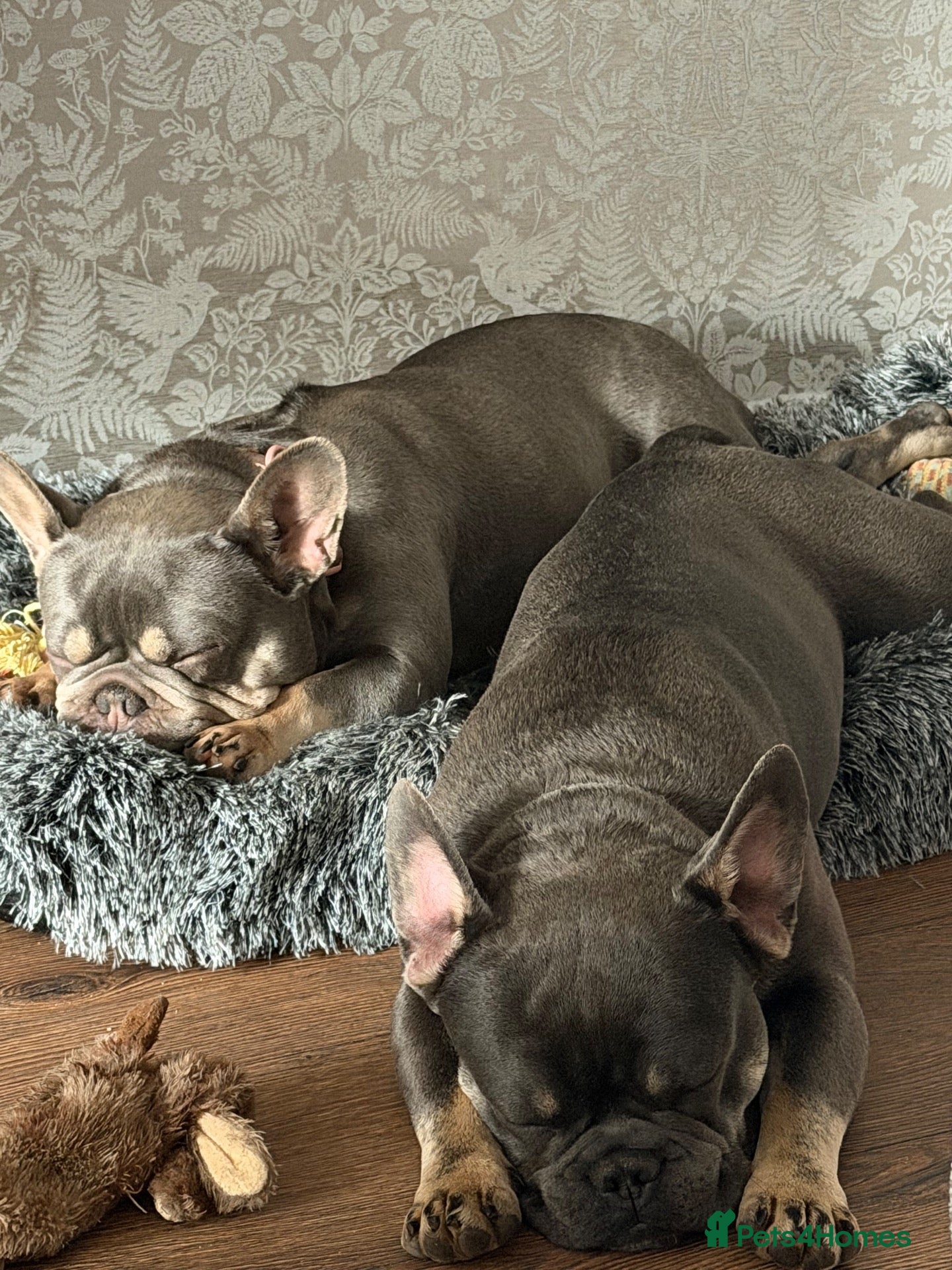 French Bulldog dogs Bohdi - The Frenchie  - Advert 6