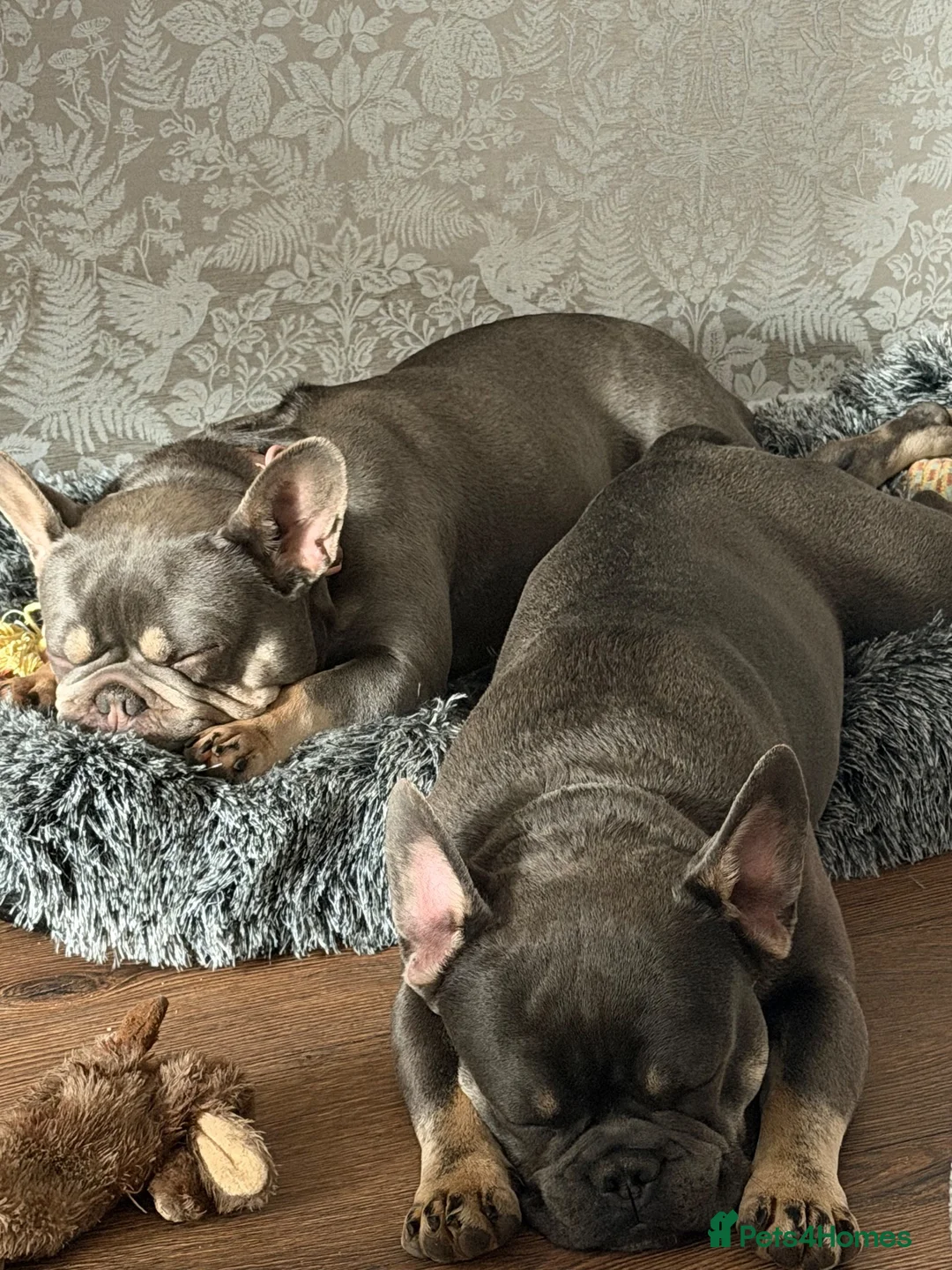 French Bulldog dogs for sale: Bohdi - The Frenchie  - Advert 1