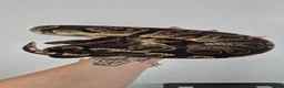 Python Snake reptiles for sale: Ball Pythons (please reade description) - Advert 5
