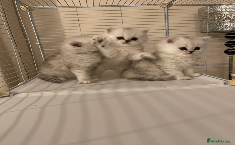 Persian cats - Advert 1
