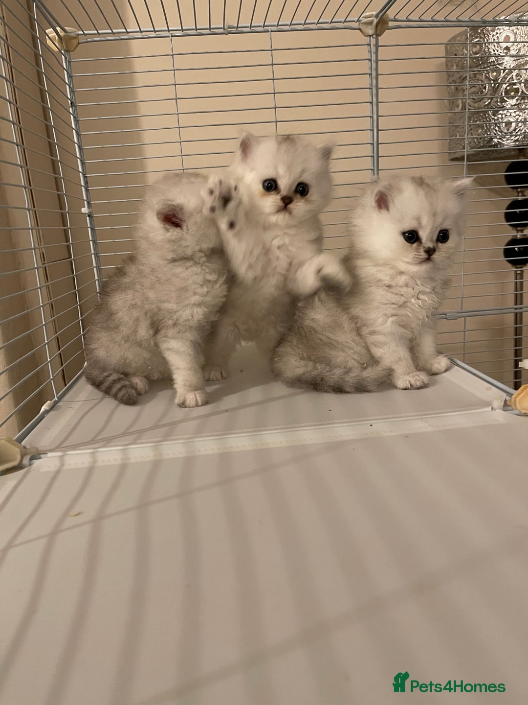 Persian cats for sale: 3 Pure bred male Persian kittens for sale  - Image 1