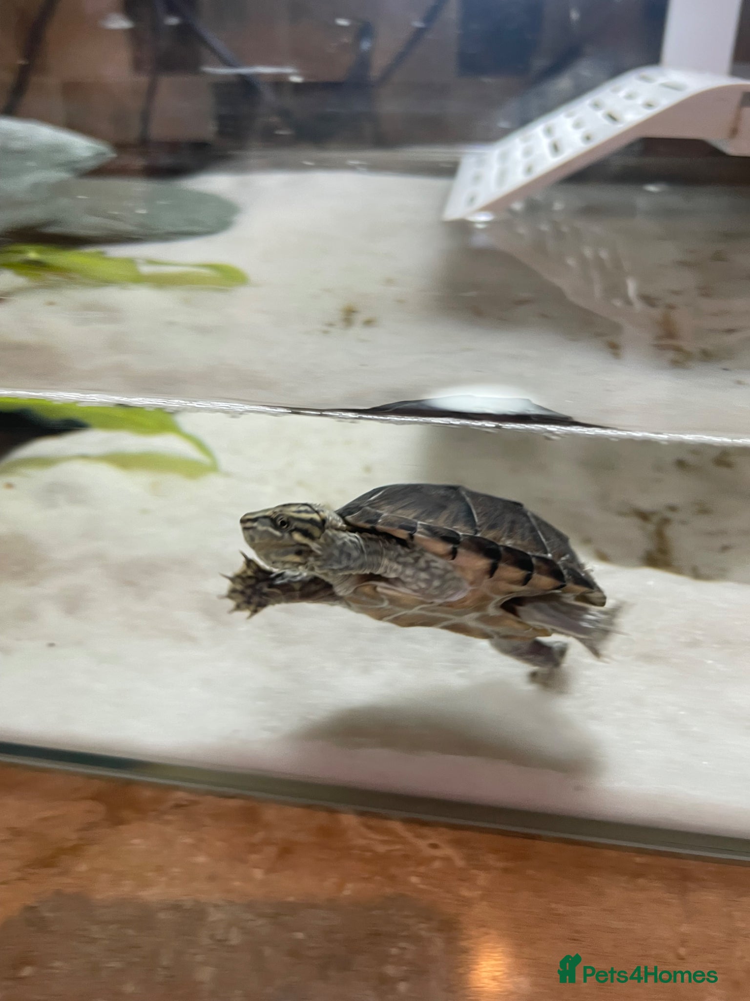 Turtle reptiles Musk Turtle - Advert 1