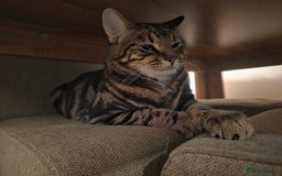 Mixed Breed cats for sale: 1 year old male cat - Image 3