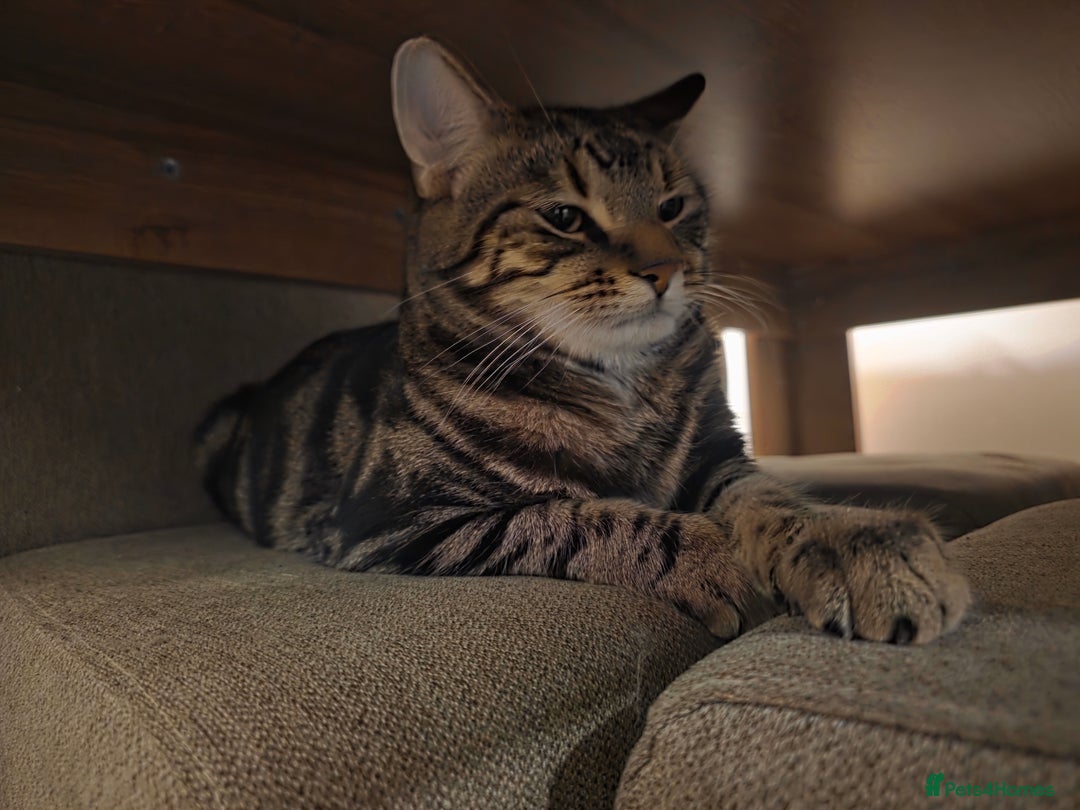 Mixed Breed cats for sale: 1 year old male cat - Image 3