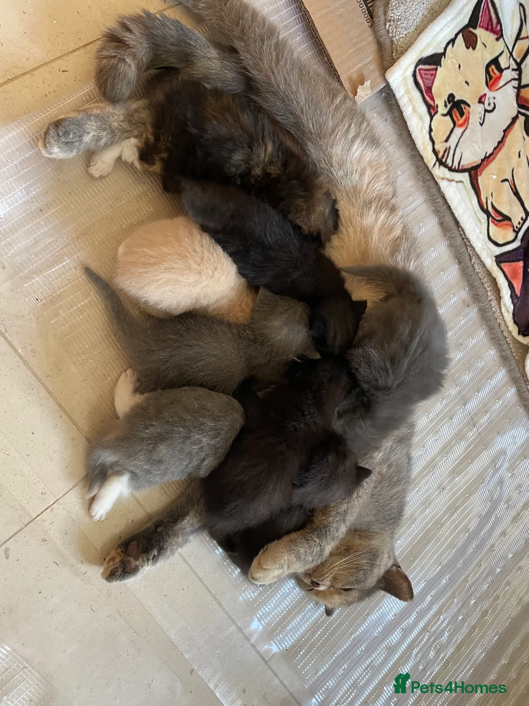Mixed Breed cats for sale: British shorthair mix kittens - Advert 2