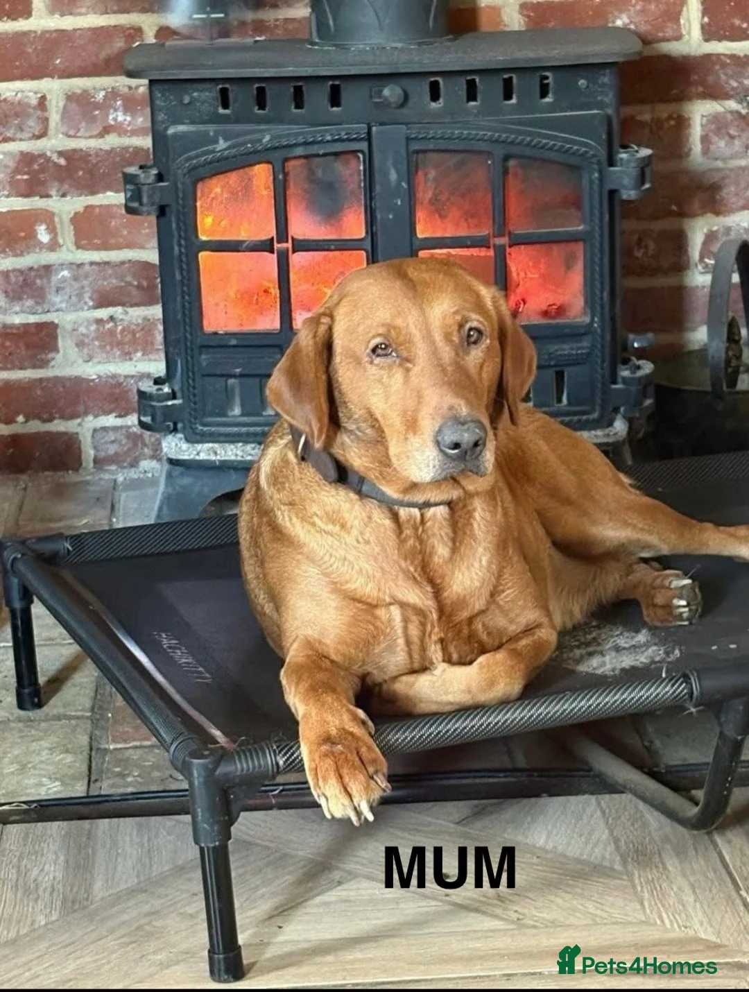 Labrador Retriever dogs for sale:  Fox red Labrador pups for sale, KC registered - Advert 2