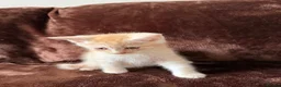 Maine Coon cats for sale: Maine Coon Cross Kittens  - Advert 13