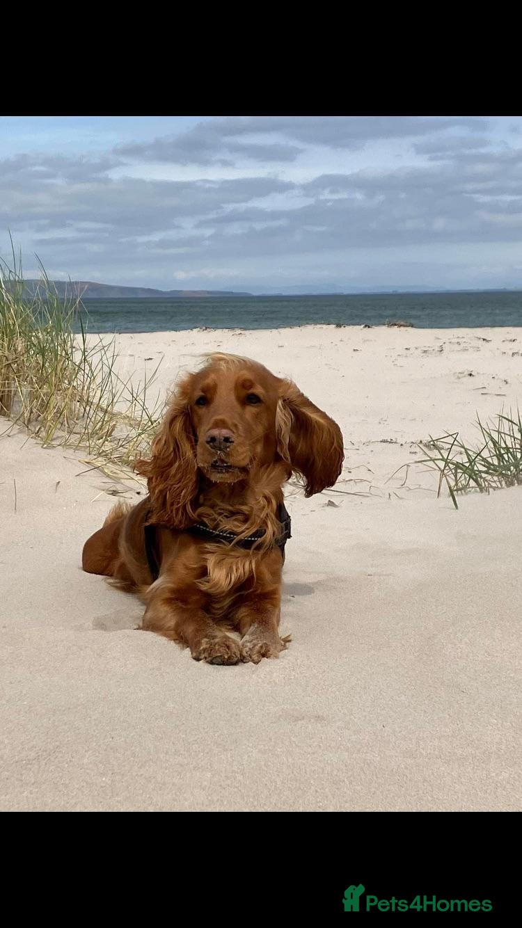 Cocker Spaniel dogs Gorgeous Cocker Spaniel Pups for sale - Advert 1