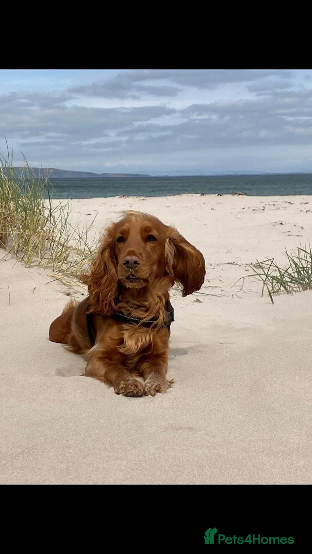 Cocker Spaniel dogs for sale: Gorgeous Cocker Spaniel Pups for sale - Advert 1