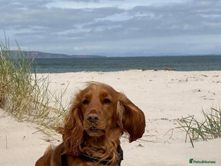 Cocker Spaniel dogs Gorgeous Cocker Spaniel Pups for sale - Advert 1