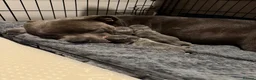 Staffordshire Bull Terrier dogs for sale: 💙KC BLUE STAFFORDSHIRE BULL TERRIER PUPPIES💙 - Advert 26