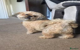 Shihpoo dogs for sale: Elderly Dog for Rehoming - Image 5