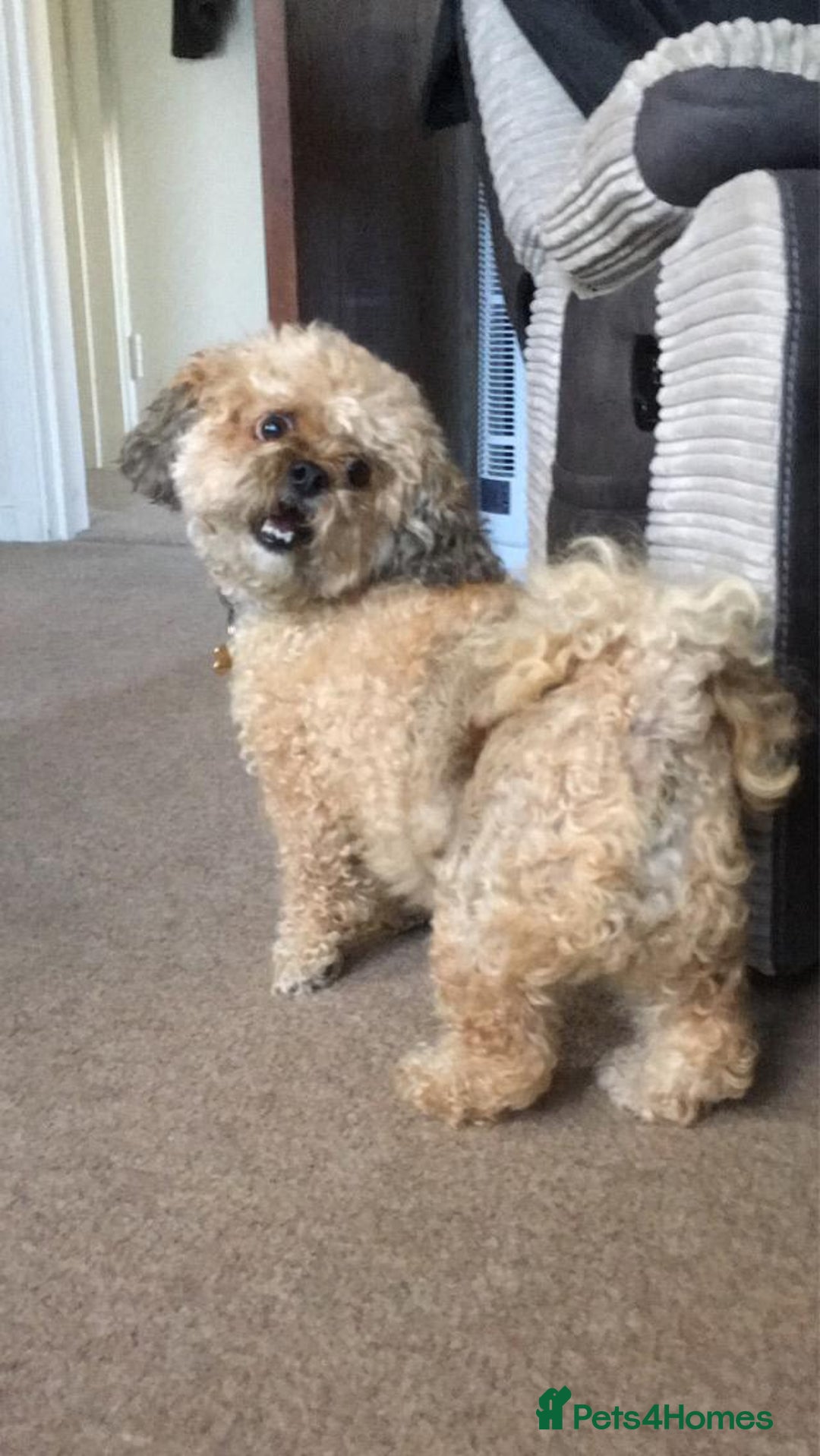 Shihpoo dogs for sale: Elderly Dog for Rehoming - Image 5