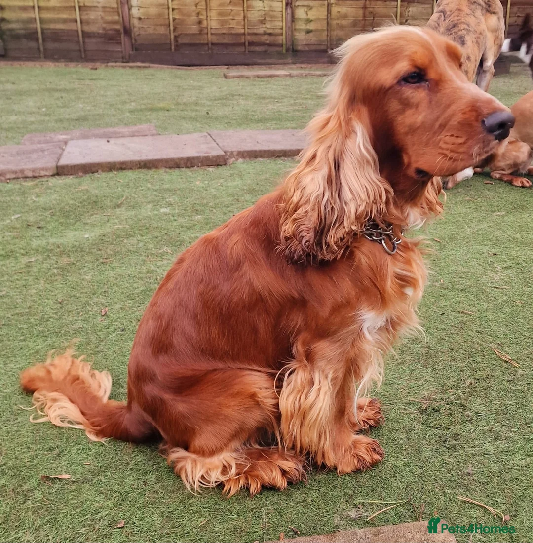 Cocker Spaniel dogs for stud: Stunning KC reg Show Cocker Spaniel for stud in Newport - Advert 6