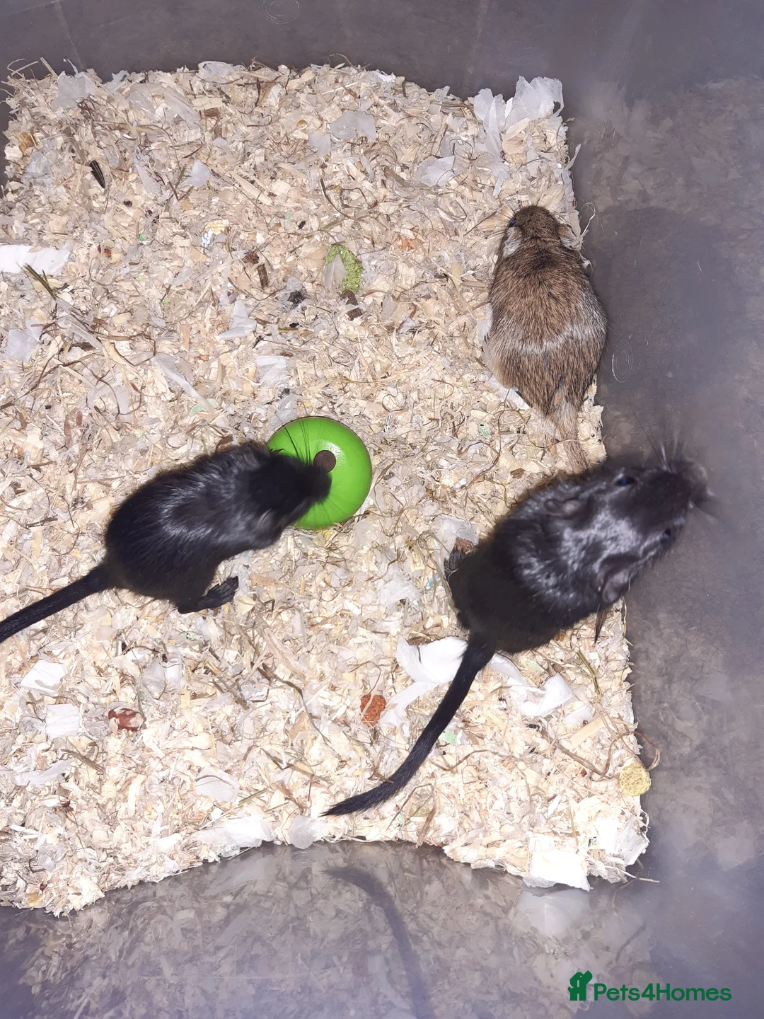 Gerbil rodents for sale: Super friendly gerbils from hobby breeder  - Advert 31