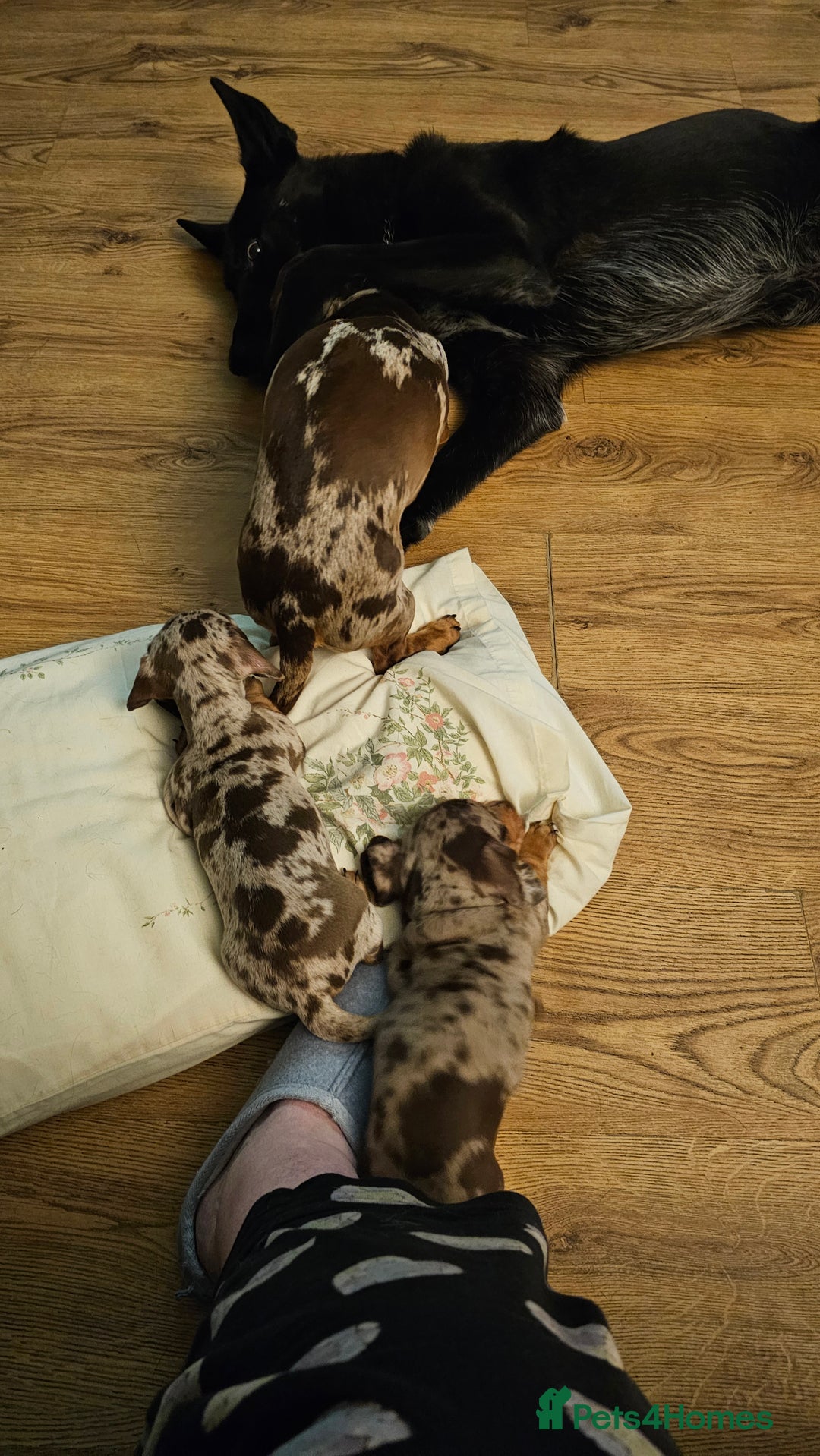 Miniature Dachshund dogs for sale: Two Beautiful Boys - Advert 6