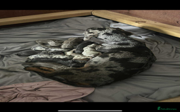 Mixed Breed dogs for sale: Dachshund/fluflly frenchie  - Image 3