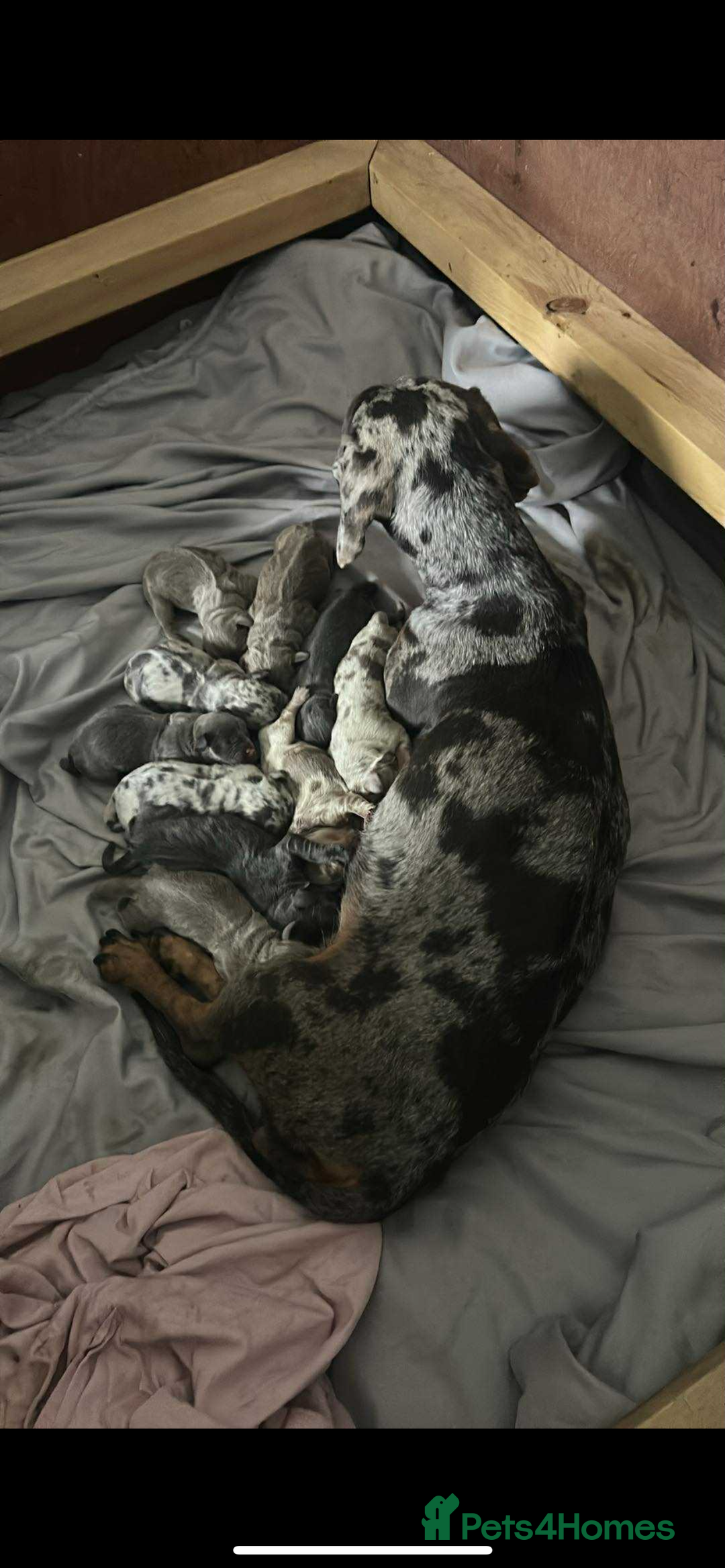 Mixed Breed dogs for sale: Dachshund/fluflly frenchie  - Image 3