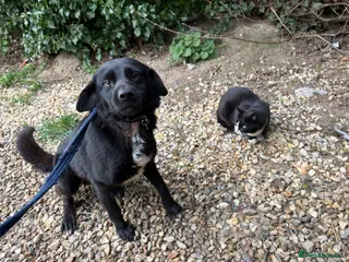 Mixed Breed dogs Callum - Norwich Norfolk - Advert 2