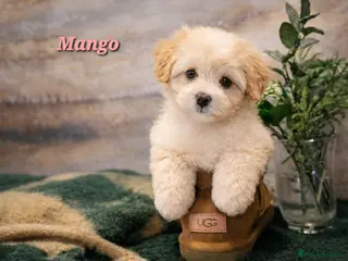 Maltipoo dogs Exceptional TINY toy🧸 Japanese X Asian Maltipoos - Advert 5