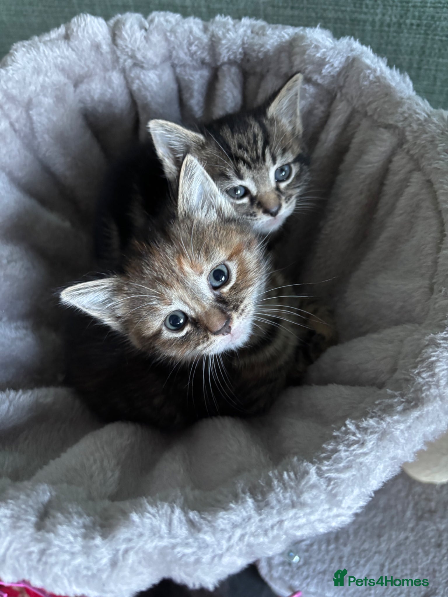 Mixed Breed cats Adorable kittens - Advert 1
