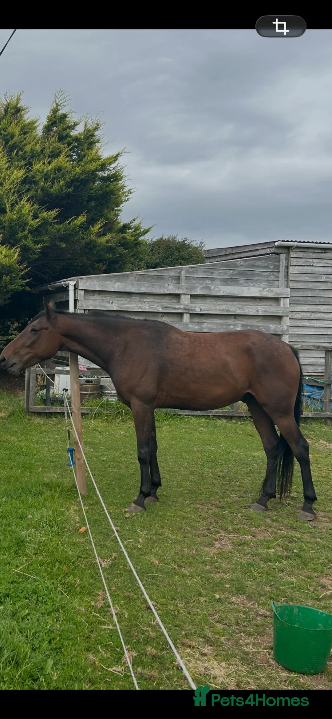 American Standardbred horses for sale: Lovely gelding for sale in Egremont - Advert 1