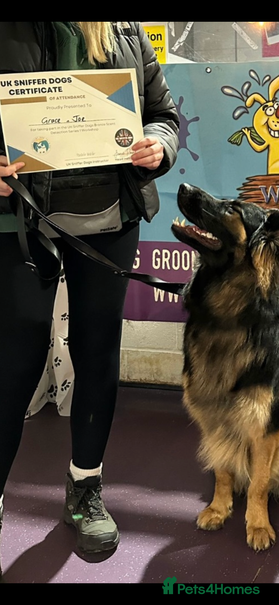 German Shepherd dogs for sale: 11 Beautiful German Shepherd Puppies 😍 - Image 15