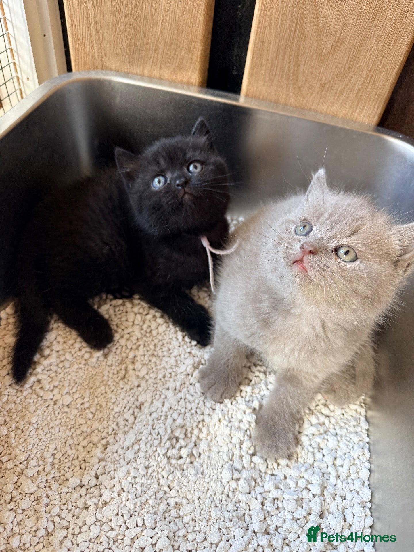 British Shorthair cats 🐾 British shorthair kitten for sale 🐾 - Advert 2