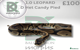 Python Snake reptiles for sale: Very sweet Leopard DH Candy Pied Ball Python  - Image 1