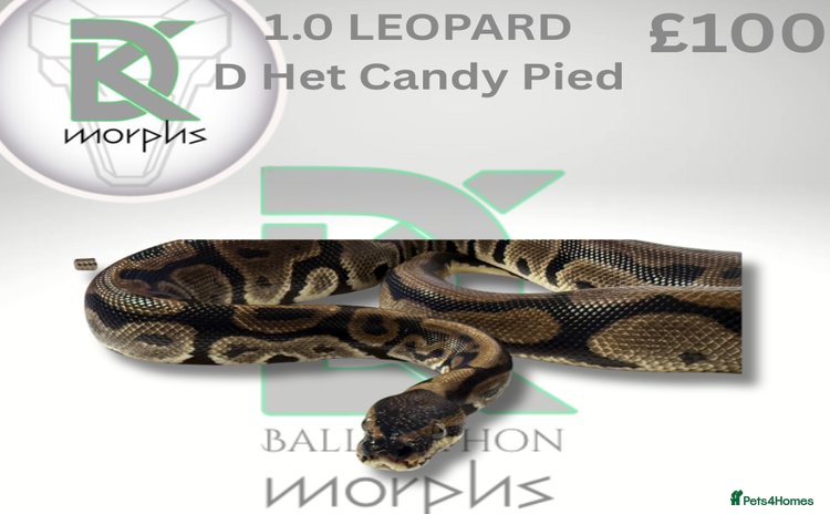 Python Snake reptiles - Advert 1