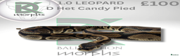 Python Snake reptiles for sale: Leopard DH Candy Pied Ball Python  - Advert 4