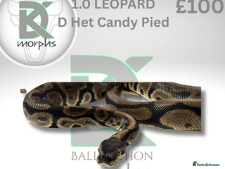 Python Snake reptiles - Advert 13