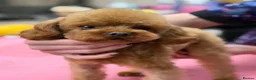 Toy Poodle dogs for sale: Beautiful Toy Poodle Puppies - Advert 5