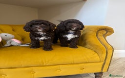 Cavapoo dogs for sale: F1 Cavapoo pups girls ready to leave now . - Image 7
