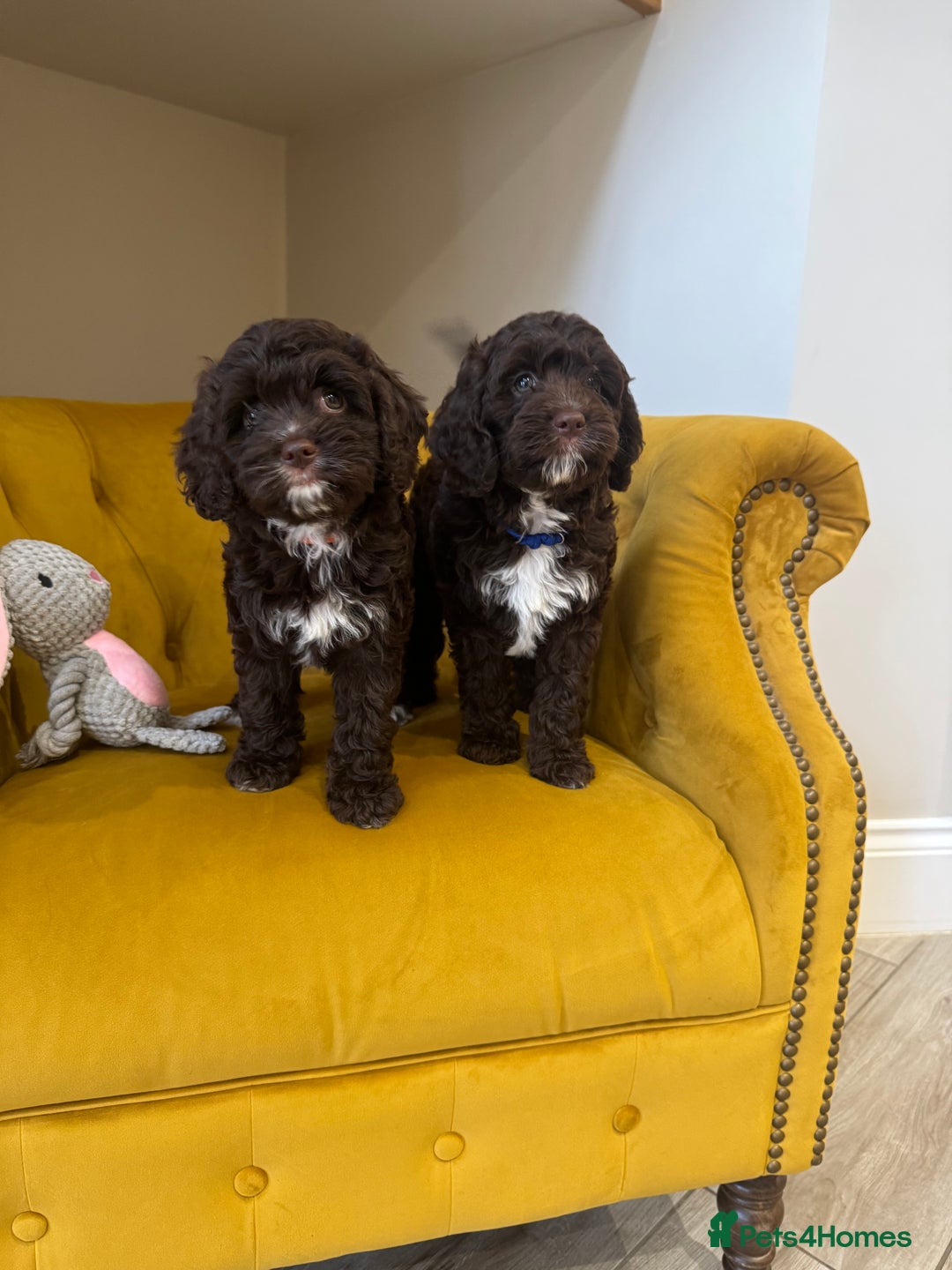 Cavapoo dogs for sale: F1 Cavapoo pups girls ready to leave now . - Image 7