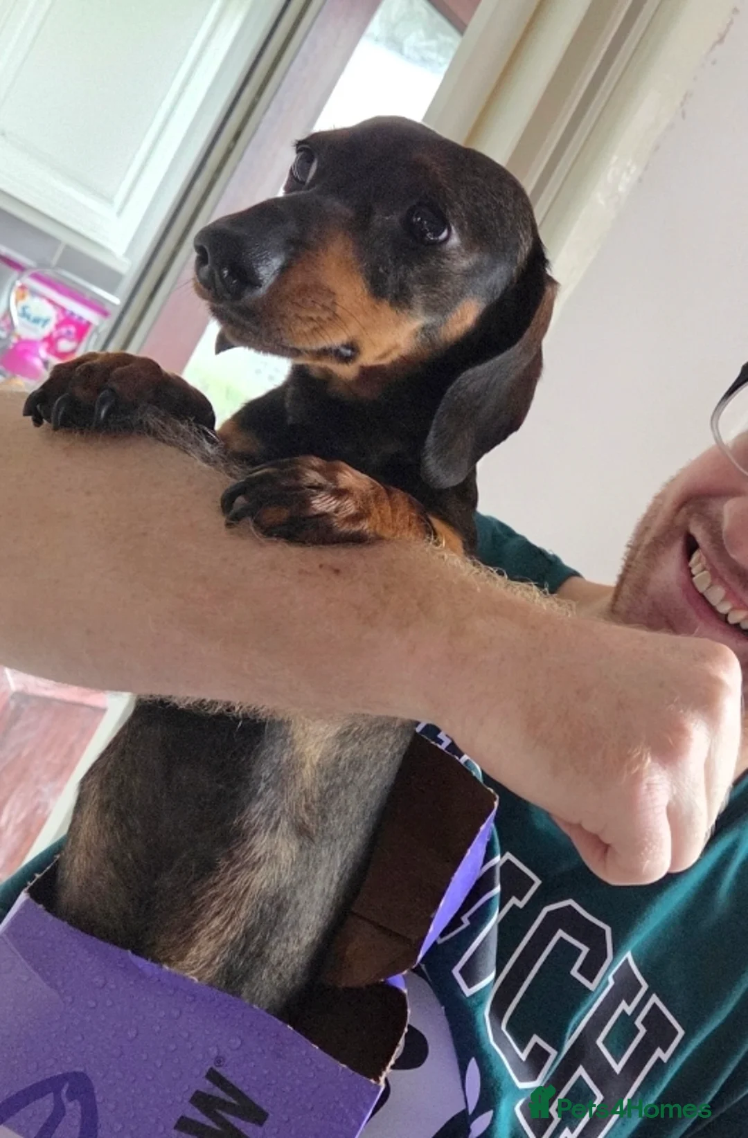 Dachshund dogs for sale: Dachsund puppy looking for his forever home - Advert 5