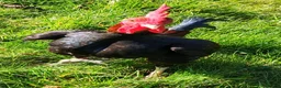 Chickens poultry for sale: Carlisle Old english game bantams  - Advert 2