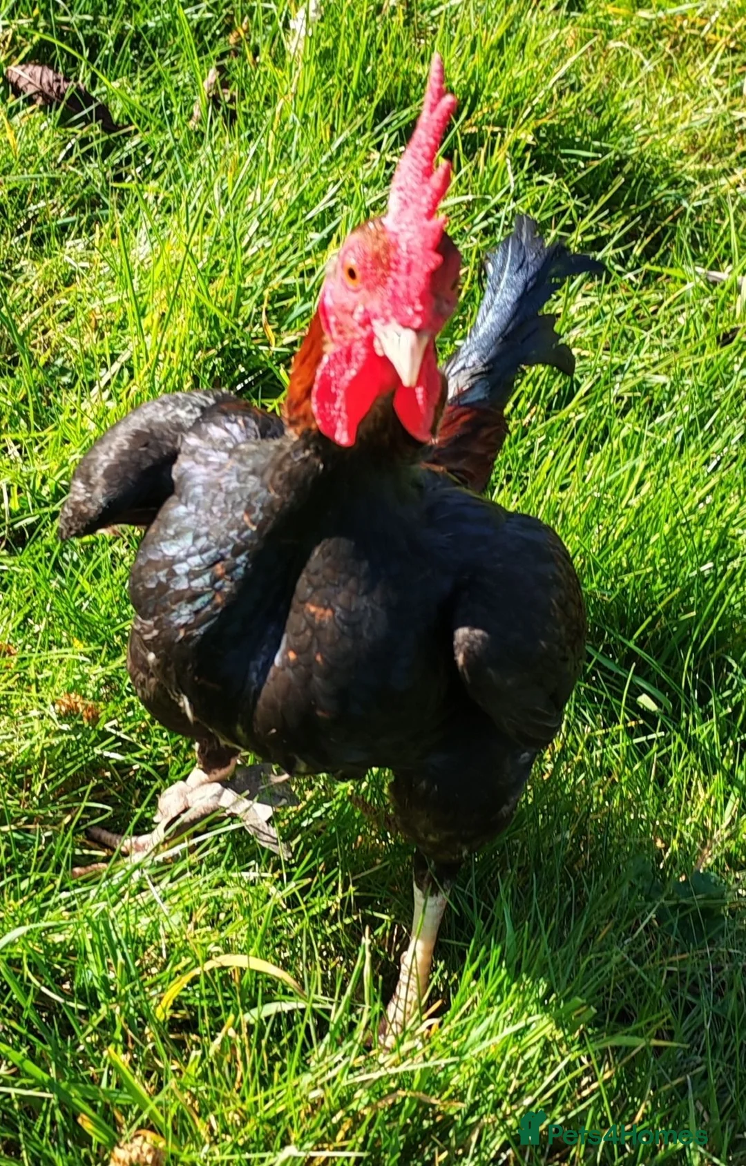 Chickens poultry for sale: Carlisle Old english game bantams  - Advert 2