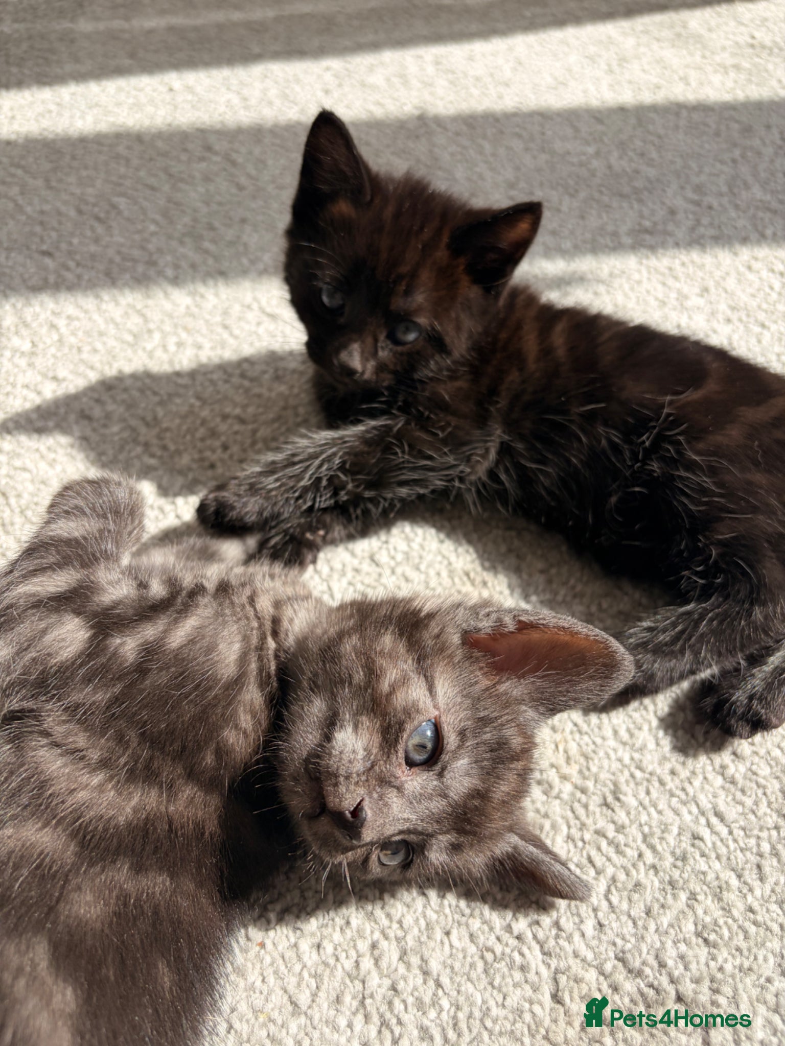 British Shorthair cats Cute kittens looking for loving homes - Advert 7