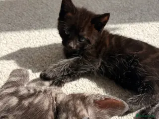 British Shorthair cats Cute kittens looking for loving homes - Advert 7