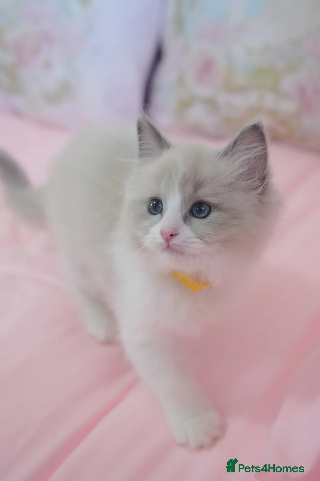 Ragdoll cats for sale: Beautiful Ragdolls  in Oldbury - Advert 2